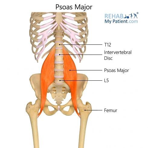 Hip Articles | Rehab My Patient