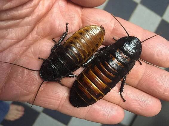 The Weirdest Things On Amazon That Are Also Totally Irresistible 
