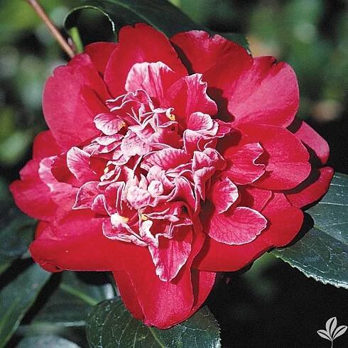 Cherries Jubilee
