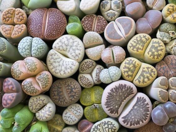 Lithops - živé kameny (Zdroj: Shutterstock)