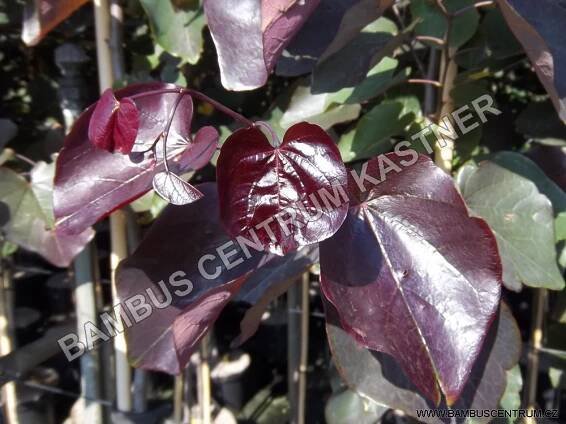 Cercis canadensis ‚Merlot‘ – Zmarlika kanadská