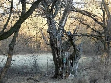 Významný strom - habr. - Fotografie - Myslivost, lovectví, myslivecká videa, lovecká videa, myslivecké fotky, lovecké fotky