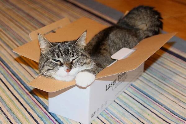 Cat Behavior with Simon's Cat Logic