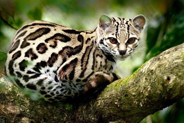 Fascinující krása zvířete, které si lidé často pletou s leopardem: Podívejte se blíže prostřednictvím fotografií