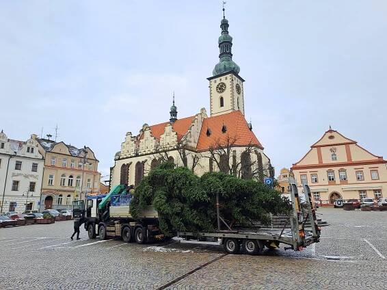 Do Tábora doputoval vánoční strom. Letos je to patnáctimetrový smrk z Hodušína