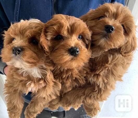 Rozkošná štěňata Cavapoo na prodej - foto 1