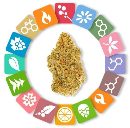 Cannabis Knowledgebase — Tom Scotto