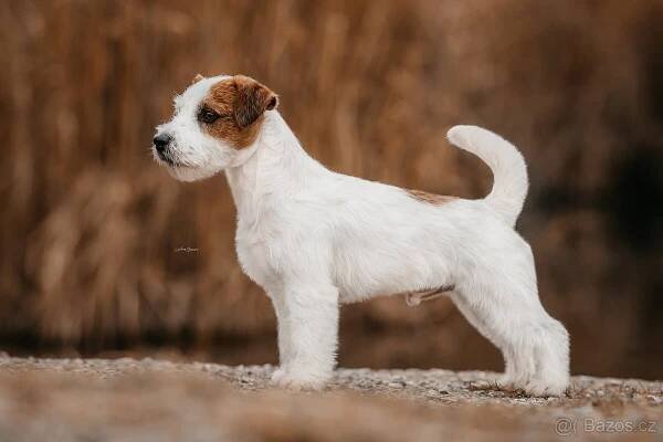 Jack Russell teriér s PP ke krytí