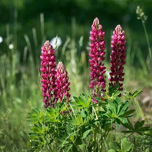 Lupiny (Lupinus polyphyllus)