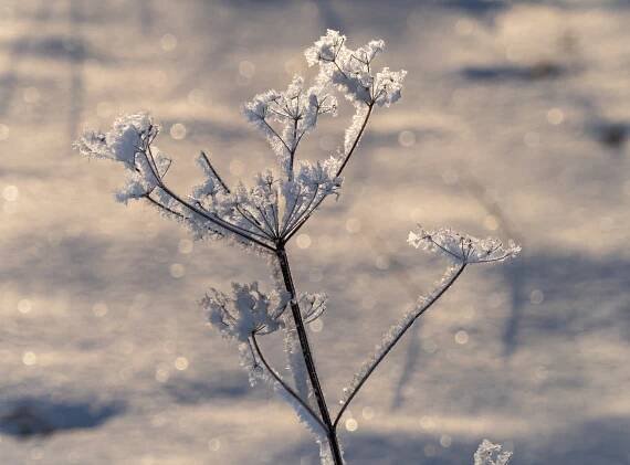 Queen Anne's Lace