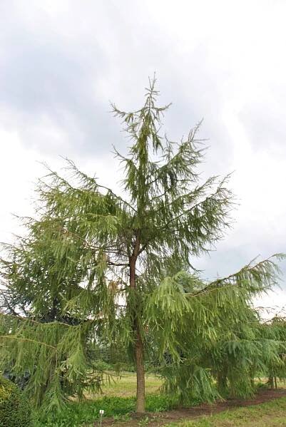 Larix decidua 'Pendula' | modřín opadavý 'Pendula' - Van den Berk školky