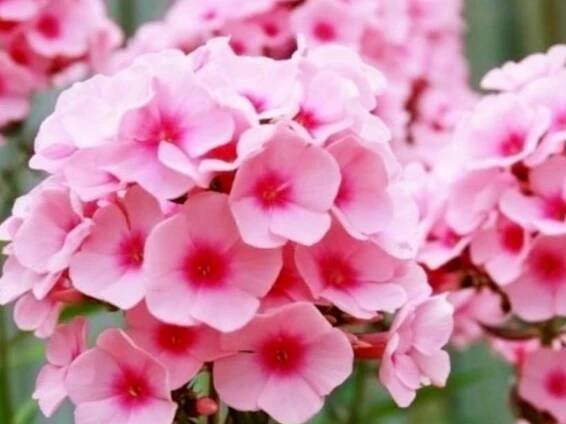 Floxy - Phlox sazenice, Strana 2