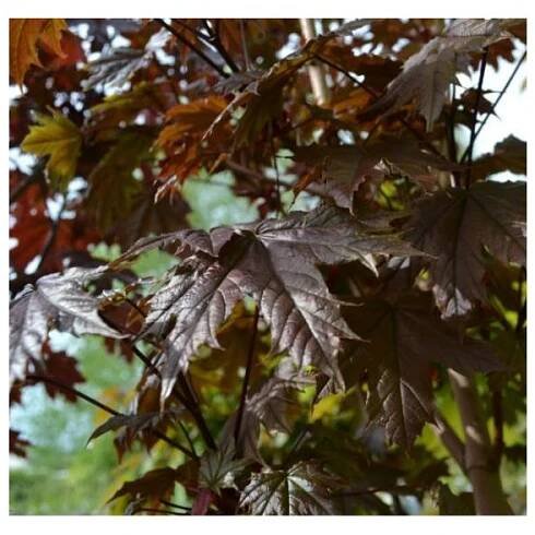 acer platanoides crimson sentry 10l pot 1528129326 l