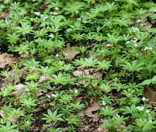 Svízel vonný (Galium odoratum)