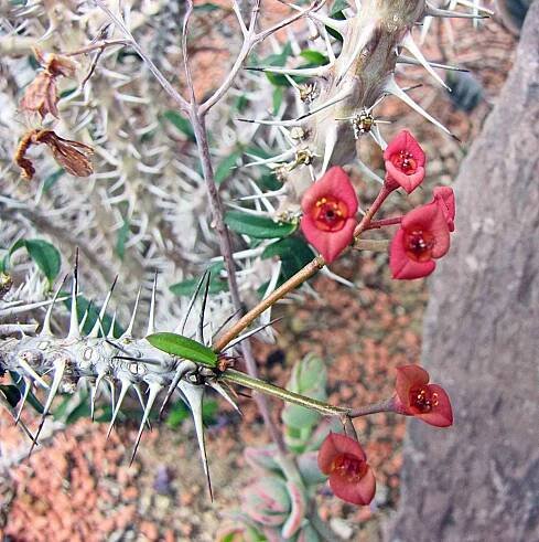 Euphorbia delphinensis