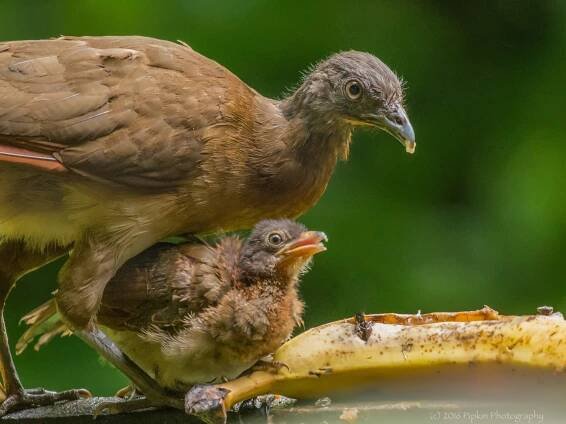 Adult and juvenile - ML41394741