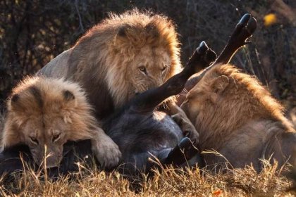 Three Lions Feeding