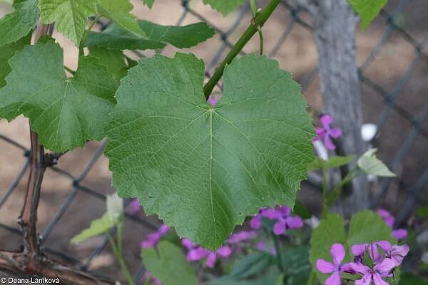 Vitis labrusca – réva americká, réva liščí