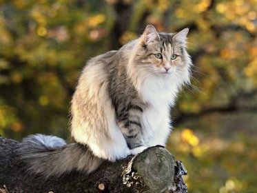 Norská lesní kočka (43 fotografií): popis koček norského plemene, povahové vlastnosti. Charakteristika černých, červených koťat a koček jiné barvy