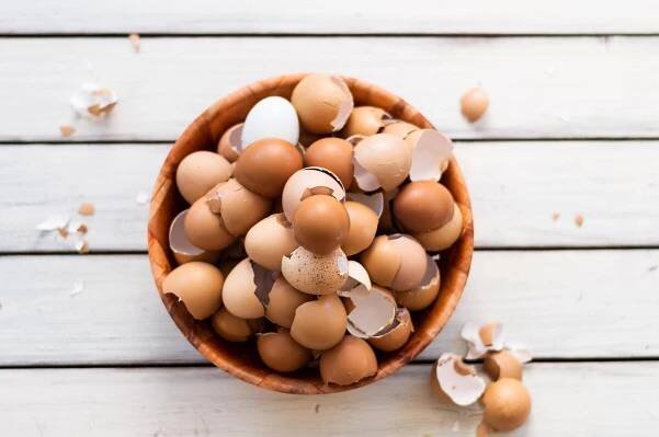eggshell-powder-for-dogs-3