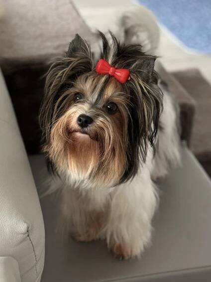 Biewer Yorkshire Terrier Dore-Mia - Home of Harmony Zucht für Biewer-, Biro-, Golddust-, Yorkshire Terrier