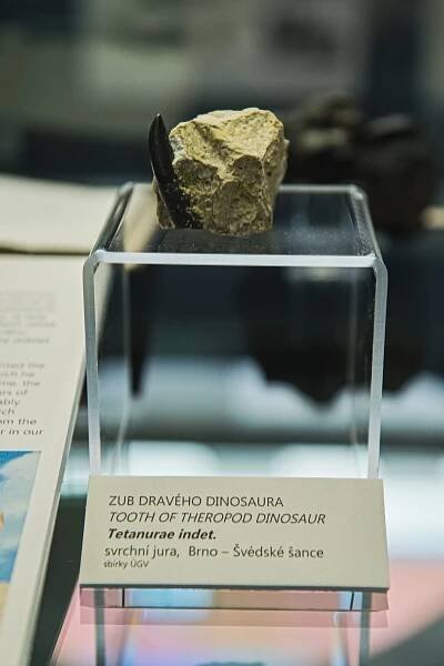 Brněnské muzeum vystavuje zub dravého dinosaura a další vzácné nálezy