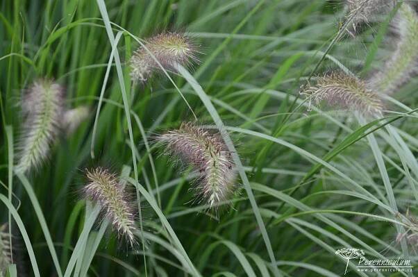 Pennisetum alopecuroides 'Cassian' | Perenniculum