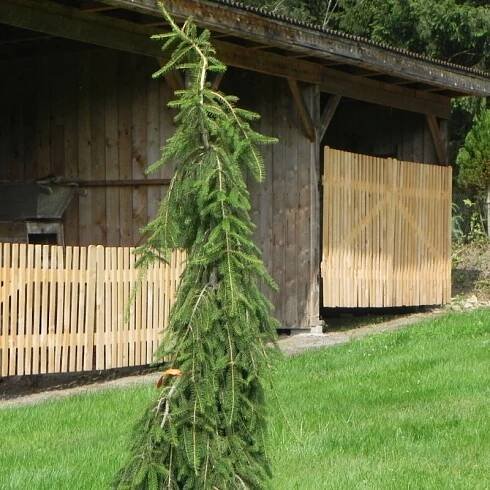 Picea abies INVERSA - Zahradnictví Červená