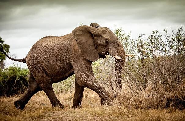 William Walsh - South Africa - Kruger Elephant Chase