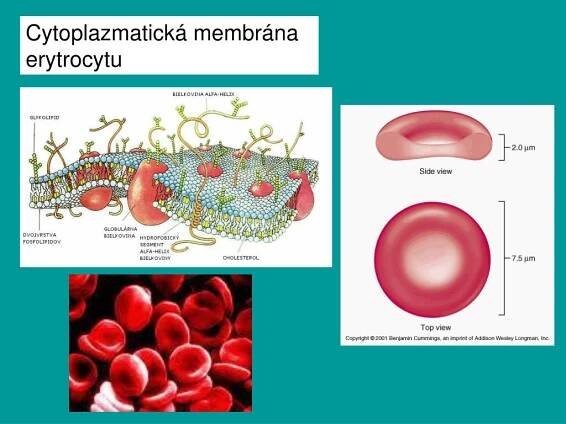 PPT - Morfologie a fyziologie hospodářských zvířat PowerPoint Presentation - ID:5060791