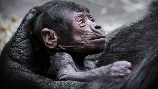 To, že se gorila Shinda dočkala v pražské zoologické zahradě potomka, je malý zázrak.