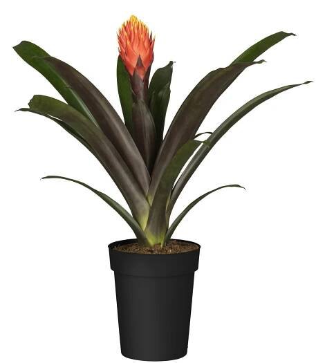 GROW by OBI Guzmánie průměr květináče cca 12 cm