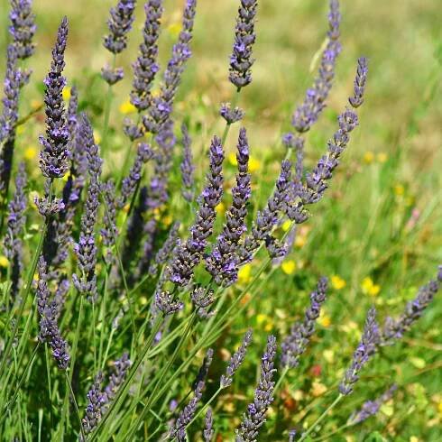 Lavendel Grosso