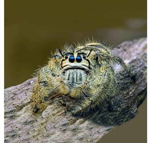 Hyllus Diardi