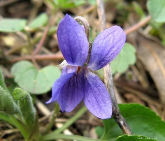 Violka vonná (Viola odorata)