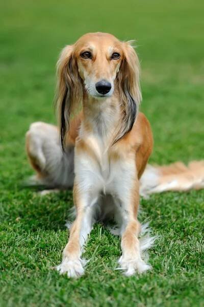 5 Dog Sports You Probably Haven't Heard About