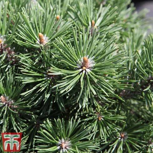 Pinus mugo 'Mops'