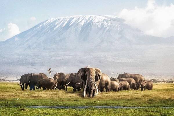 tusker tim a rodina před kilimandžádem - kilimandžáro - stock snímky, obrázky a fotky