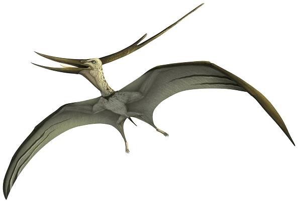 Barbaridactylus