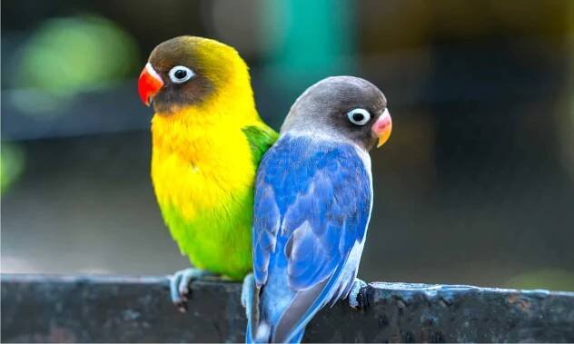 13. Lovebirds Are Small Bursts of Color