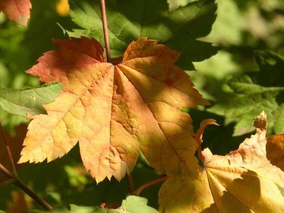 Vine Maple (Acer circinatum), Pacific northwest native tree