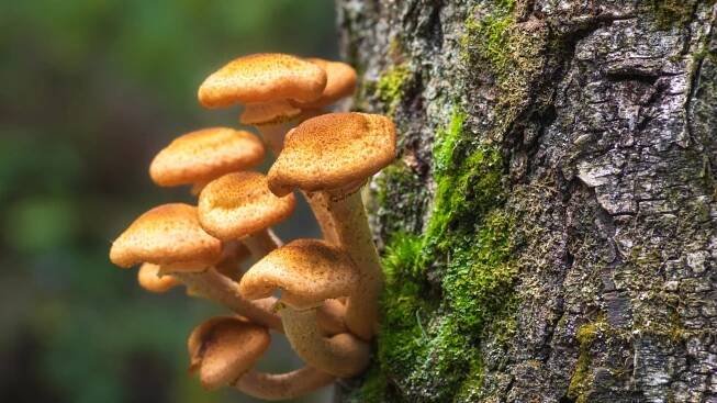 Honey Fungus: Identification and Management