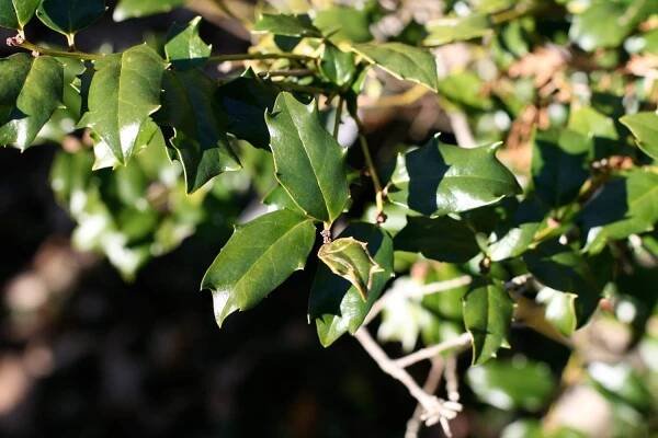 What Is Blue Holly – Tips On Growing Meserve Blue Hollies
