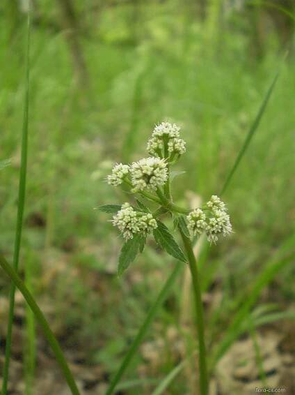Žindava evropská (Sanicula europaea)