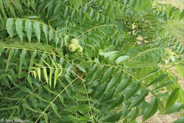 Carya ovata – ořechovec vejčitý • Pladias: Database of the Czech flora and vegetation