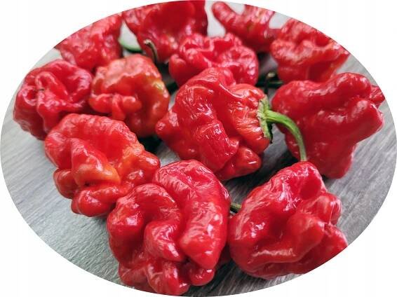 SCOTCH BONNET RED semena chilli papriček, ostrý HIT za 31.00CZK - Allegro