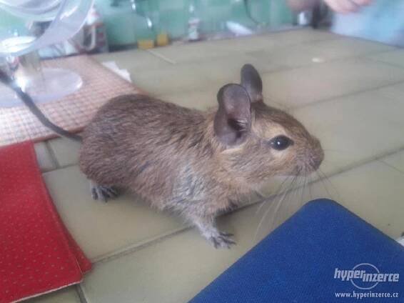 Osmáci degu - foto 1
