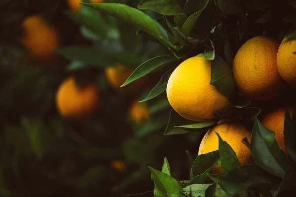 Citrusy: tipy pro pěstování, abyste sklízeli vlastní plody