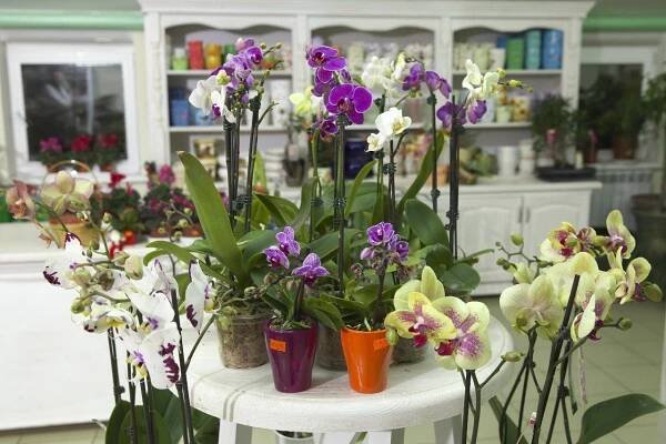 Jak by měl vypadat květináč na orchidej?