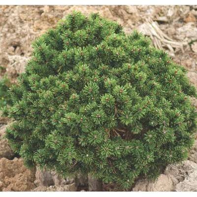 Pinus mugo Mops Sport (borovice kleč)